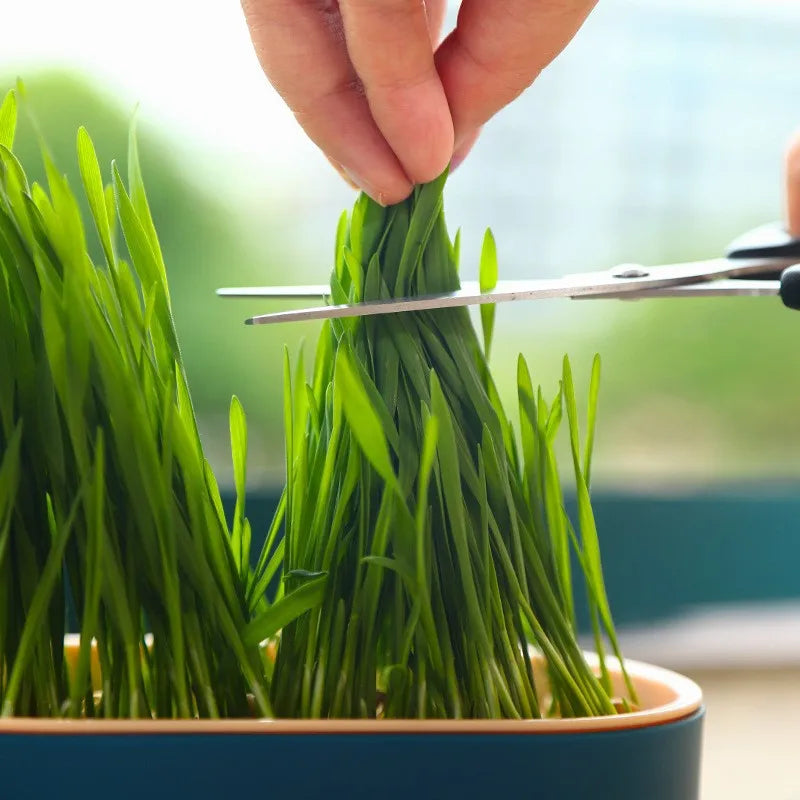 🐾HappyPaws Cat Grass Growing Kit