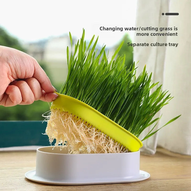 🐾HappyPaws Cat Grass Growing Kit