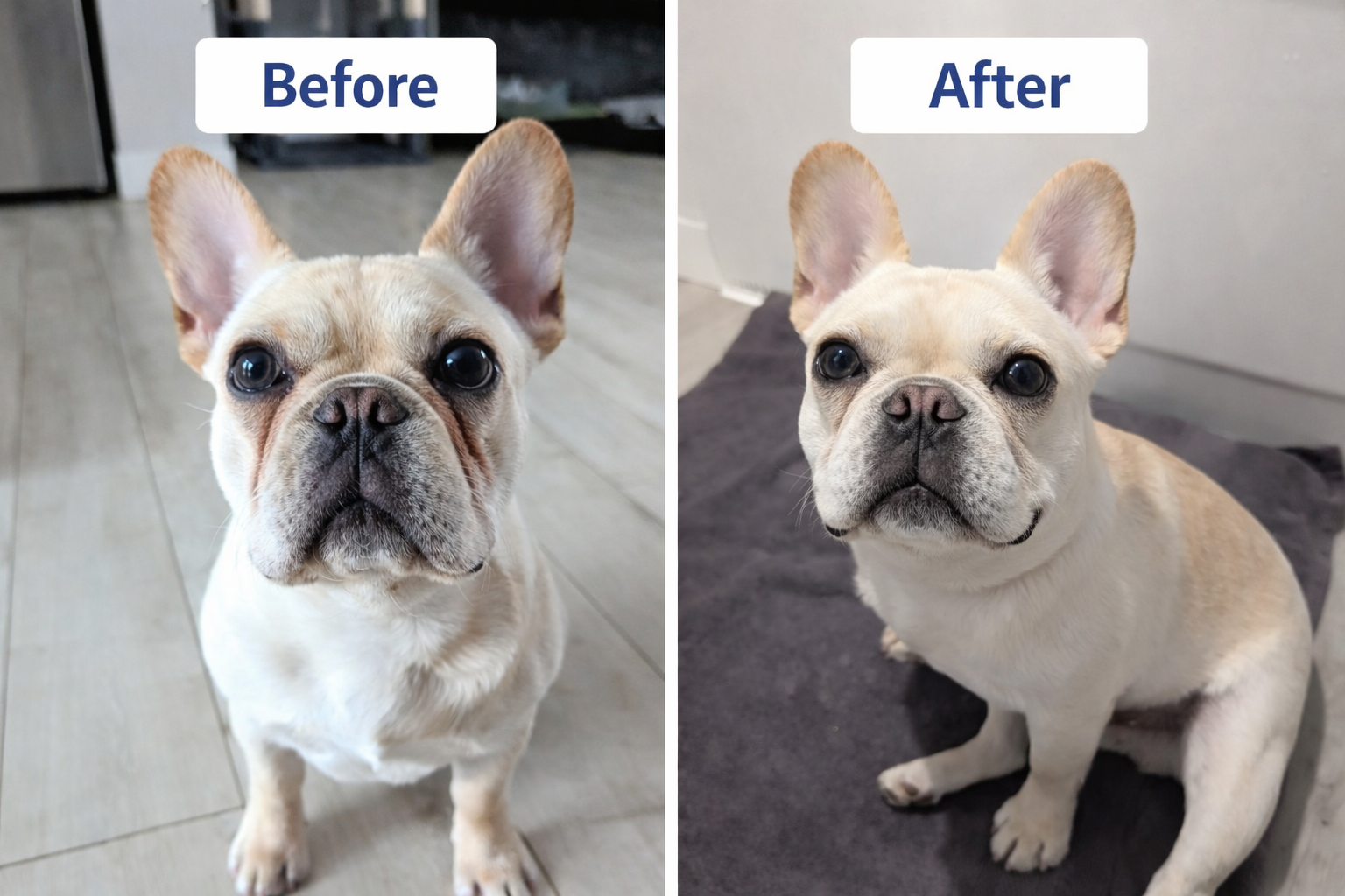 🐾happyPaws Pet tear Stain Remover Powder